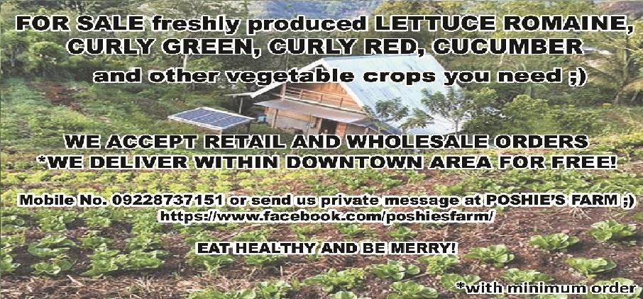 poshies farm lettuce wholesale & retail seller Marilog davao city